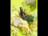 ���Ͻ��Ź�Υ����᥷��åפ�������������׸��꾦��ȯ��